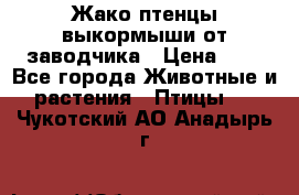 Жако птенцы выкормыши от заводчика › Цена ­ 1 - Все города Животные и растения » Птицы   . Чукотский АО,Анадырь г.